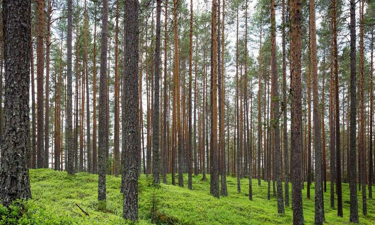 sustainable indulgence