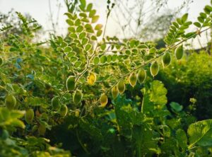 Which Foods Are Best to Freeze Tbtechchef