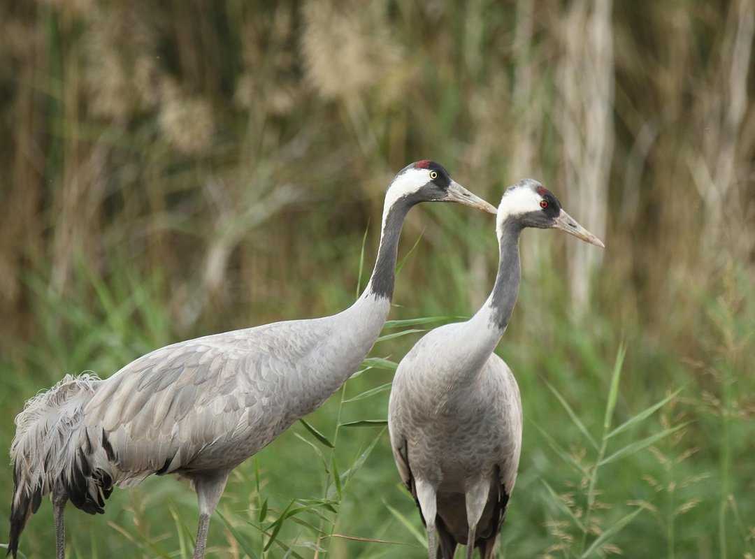 Why Fast Food Is Not Nutritious Fhthblog